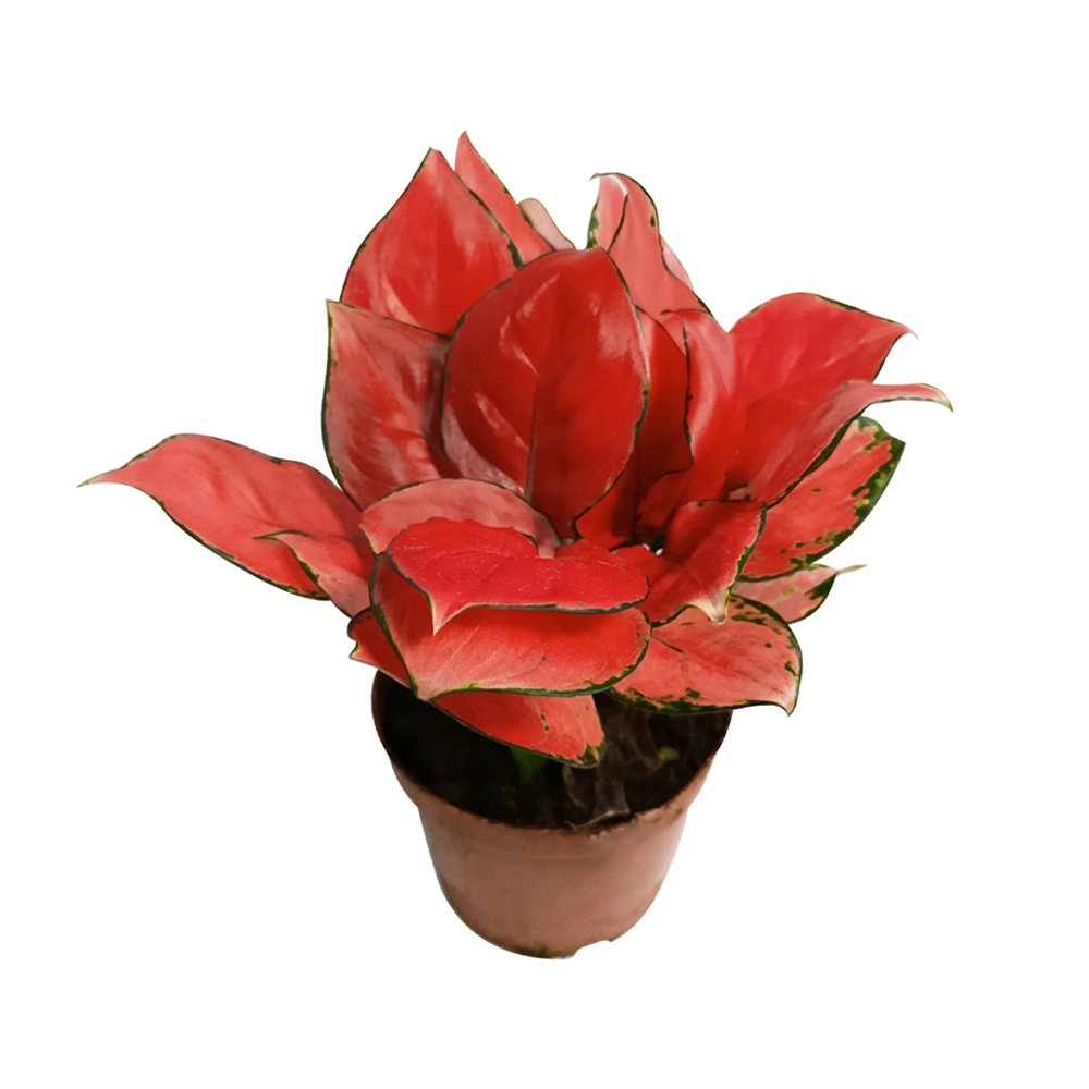 Aglaonema Red Beauty Ornamental Plant All Kinds of Aglaonema for Sale