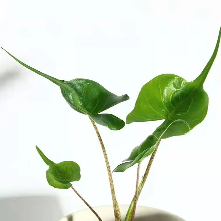 Alocasia Zebrina Plant Bonsai Living Room Office Inside and Outside