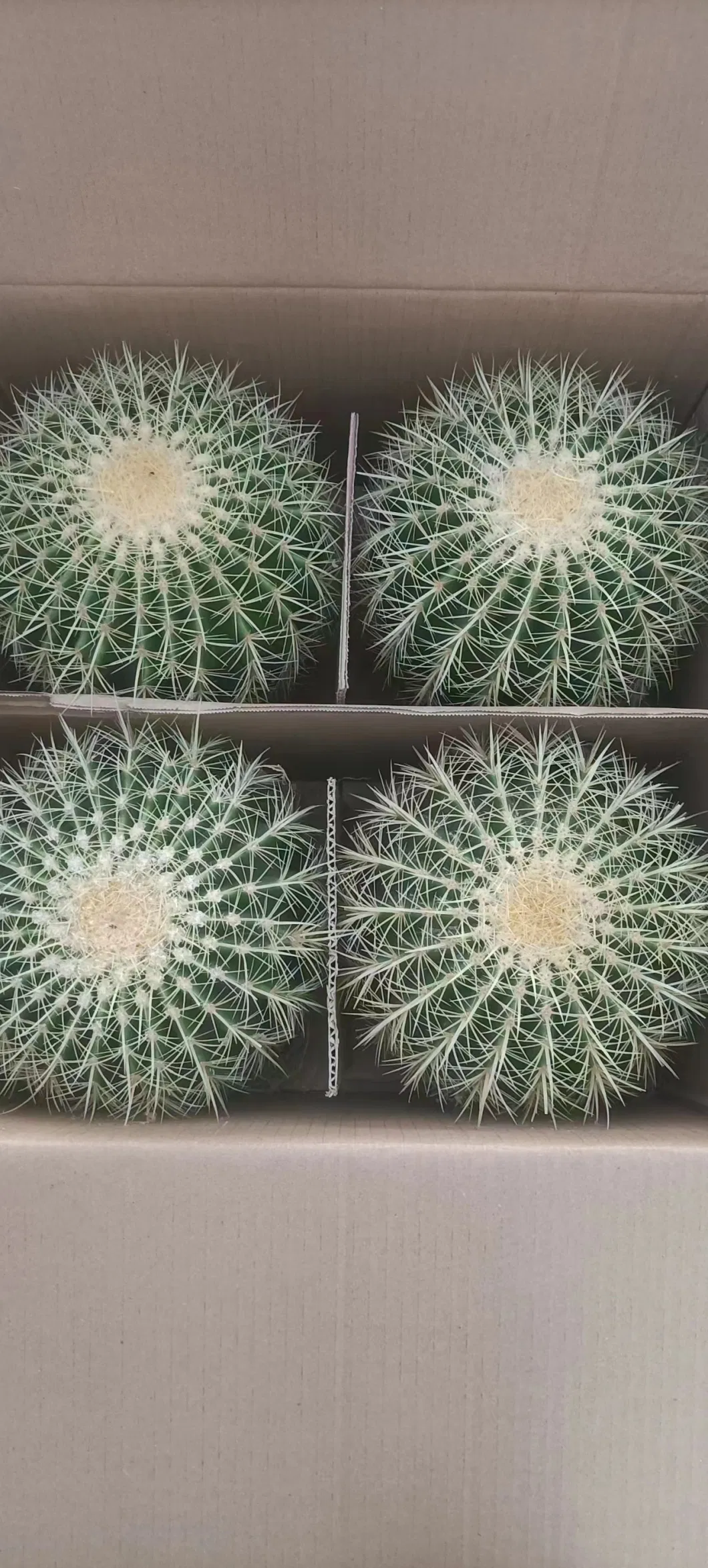 Different Size Live Echinocactus Grusonii Optional Cheap Cactus Wholesales From Farm