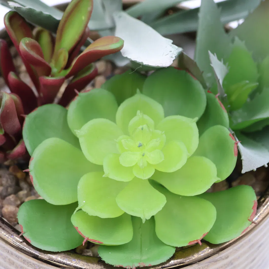 High Quality Artificial Mix Various of Succulent for Home Decorative