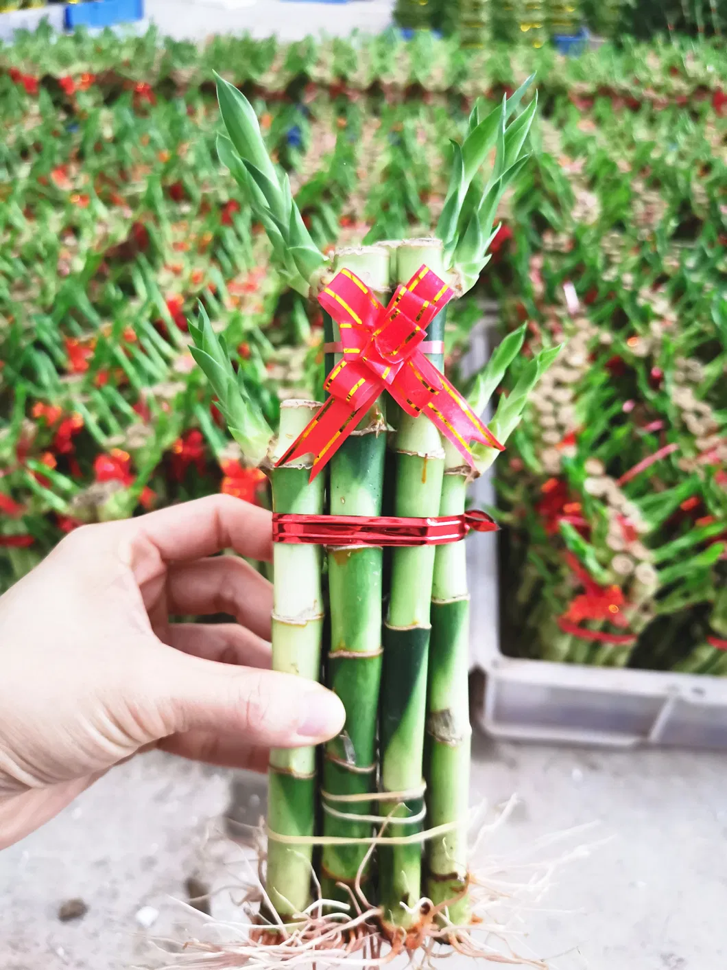Lucky Bamboo Bonsai Evergreen Nursery Decoration Succulents Tree Bamboo Plants