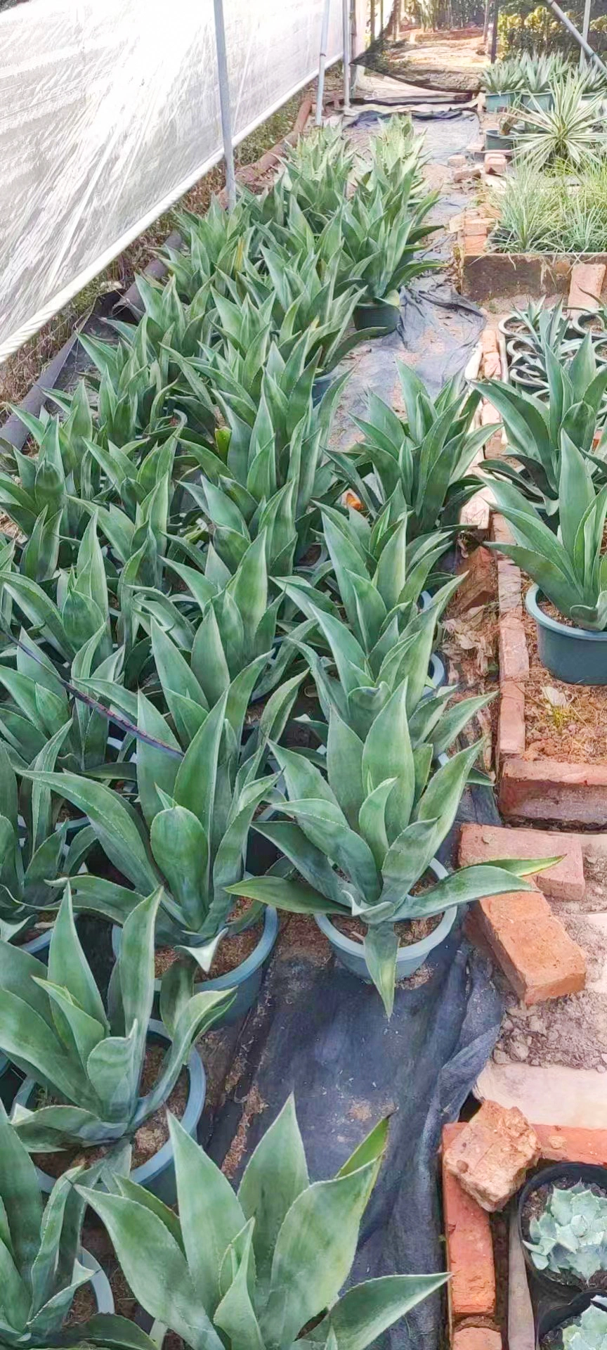 Indoor Plants Succulent Agave American