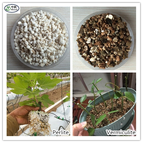Natural Premium Vermiculite Soil Additive Perlite for Orchids and Other Potted Plants