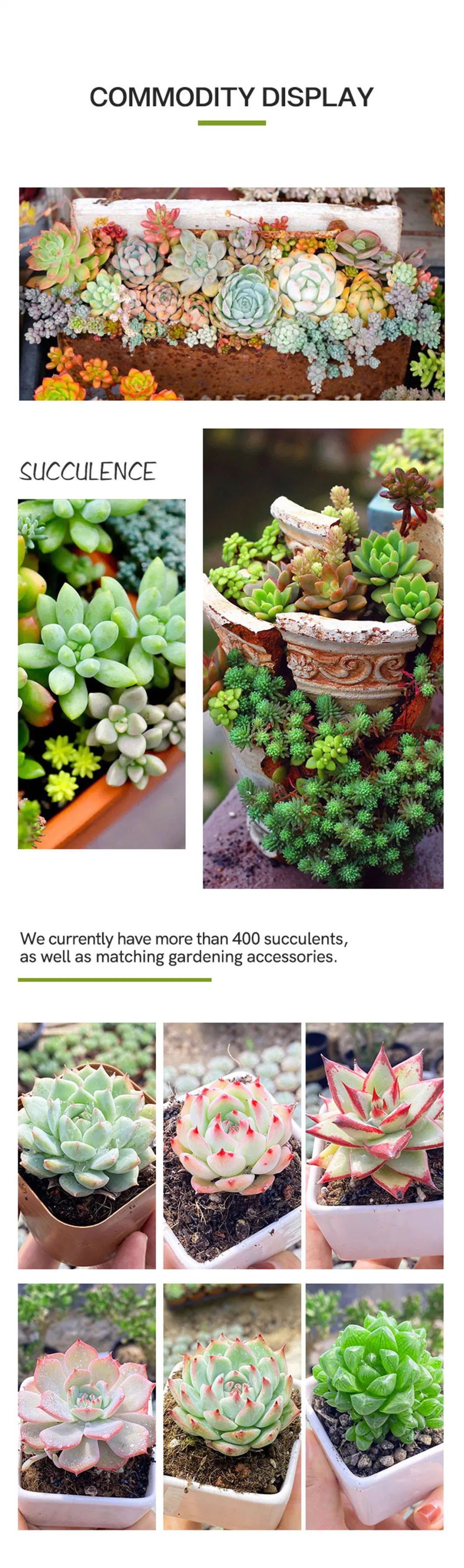 Dudu Hot Sale Nursery Lu&prime;s Variegate Clustering Echeveria Natural Live Succulent