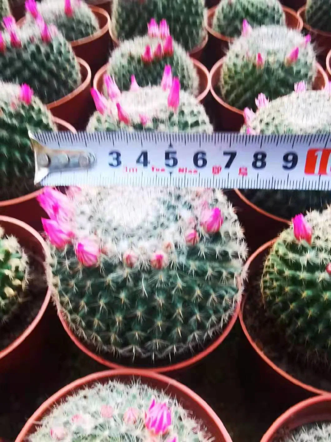Small Size Cactus Ball Plant Mammillaria Hahniana in Stock, Best Gift