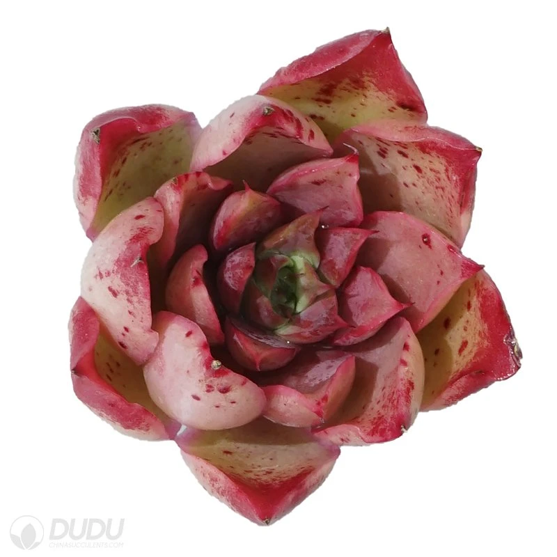 Dudu Unusual Cool Colorful Charlesrenniemackintosh Echeveria Natural Live Succulent