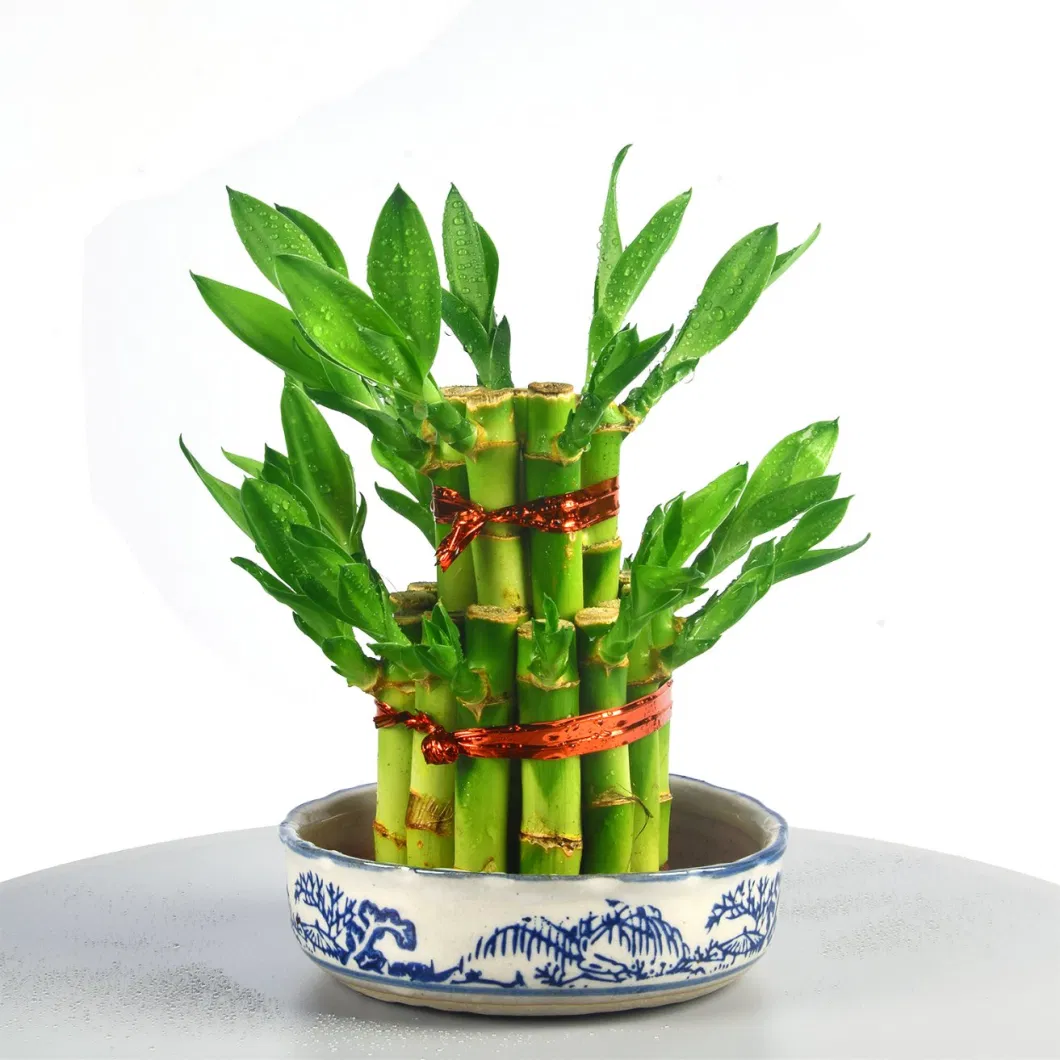 Dracaena Sanderiana Lucky Bamboo Supplier 20 Years Experience