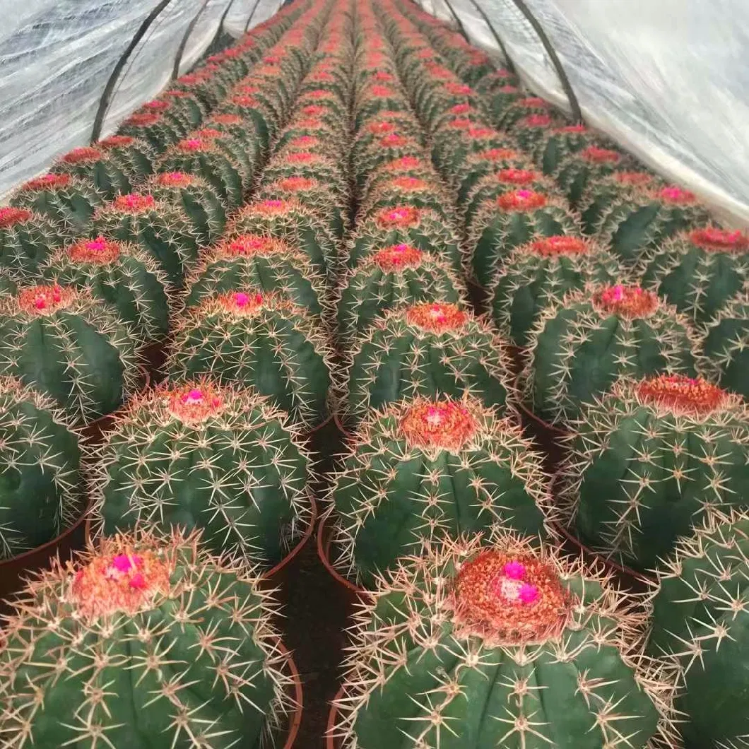 Melocactus Amoelnus Live Cactus Nursery