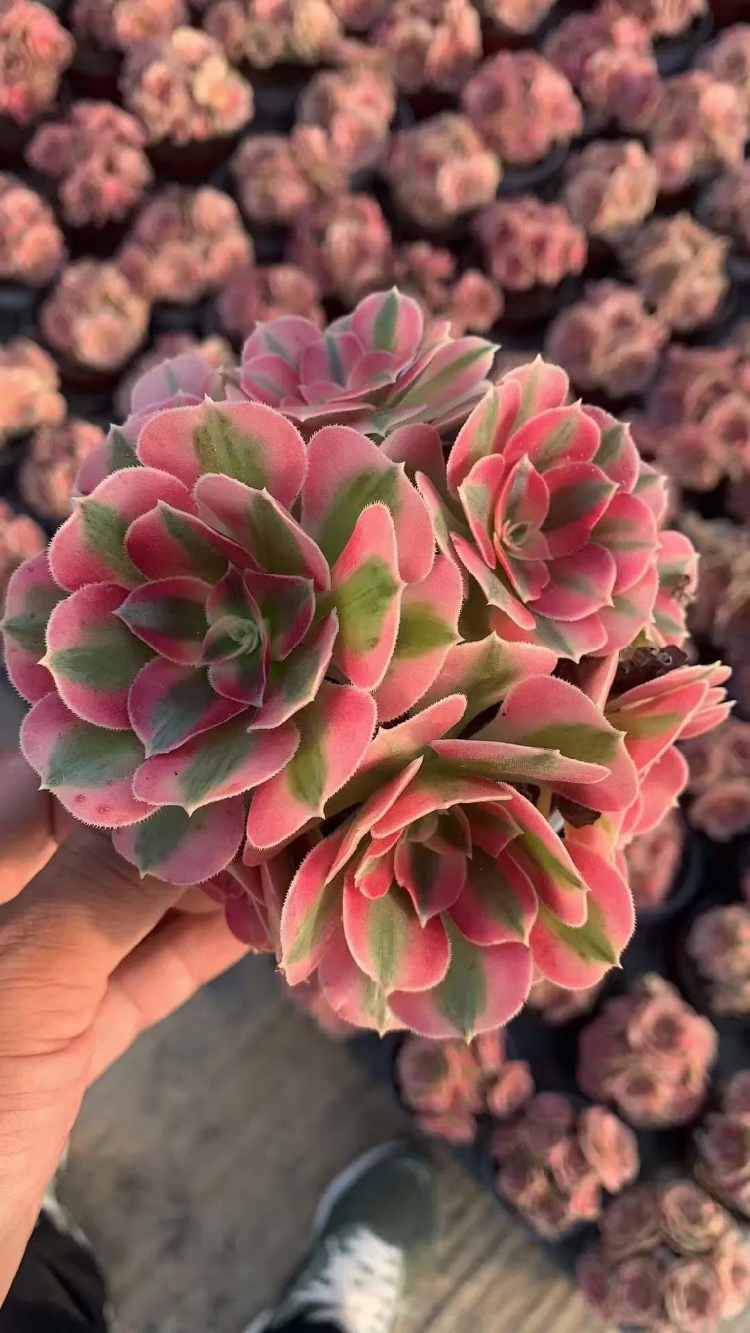 Succulent Aeonium Pink Witch Cluster for Sale