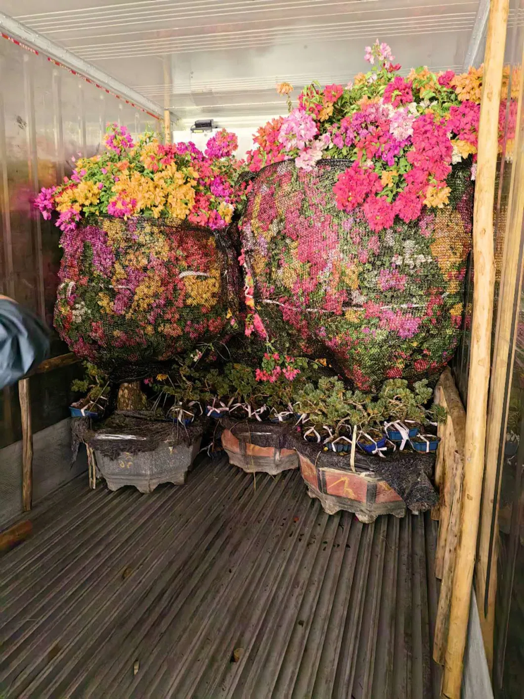 Calathea Ctenanthe Setosa Lower Price Living Nature Plants Bonsai Hot Sale