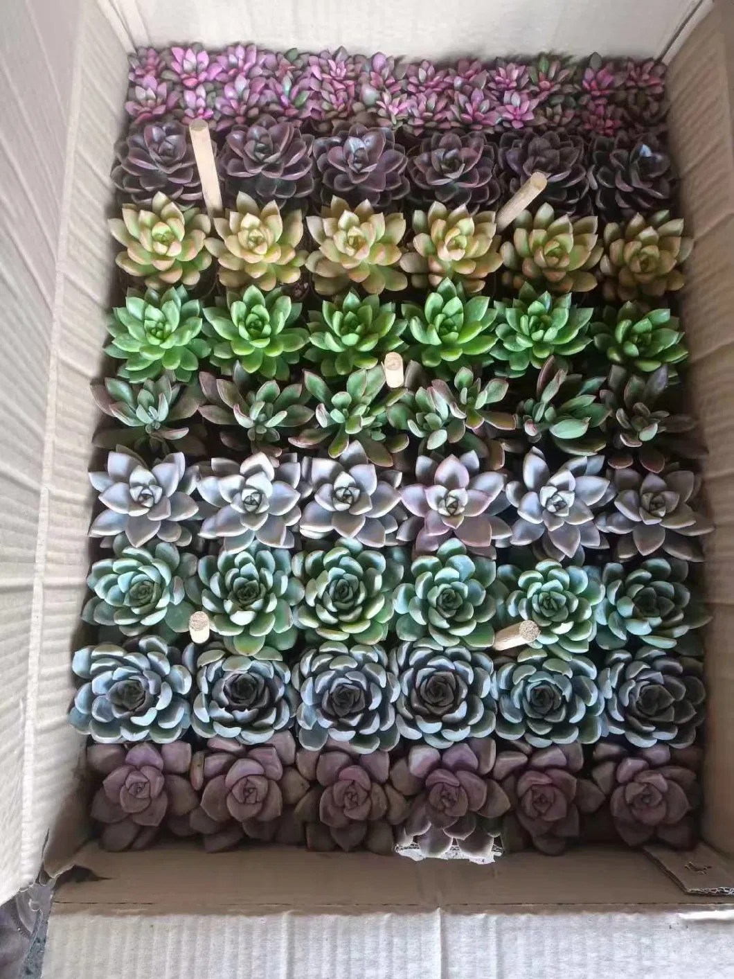 Cheap Price Succulent Live Plant Wholesale Indoor and Outdoor Decoration