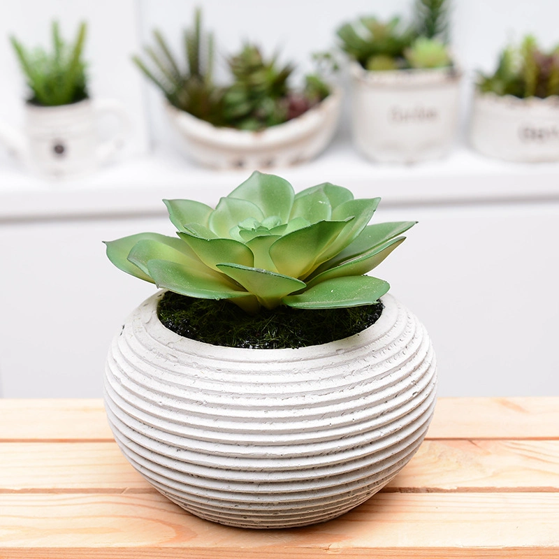 Succulent Ceramic Plant Pot Planters
