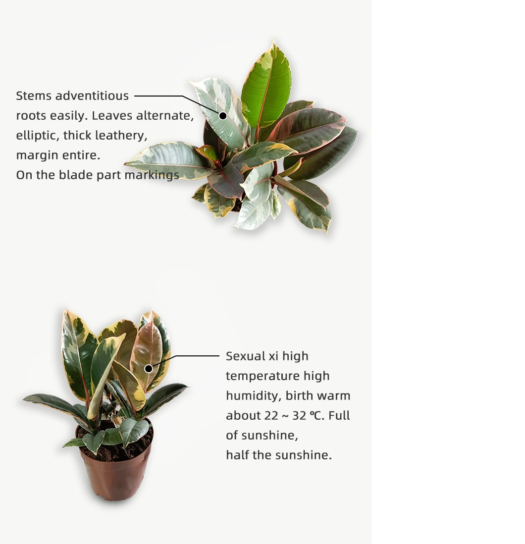 Ficus Elastica Tineke Real Plants