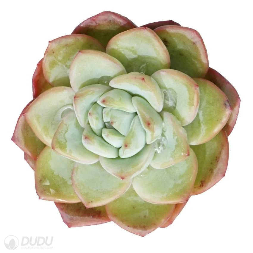 Dudu Wholesale Hot Sale Butcher Echeveria Natural Live Succulent