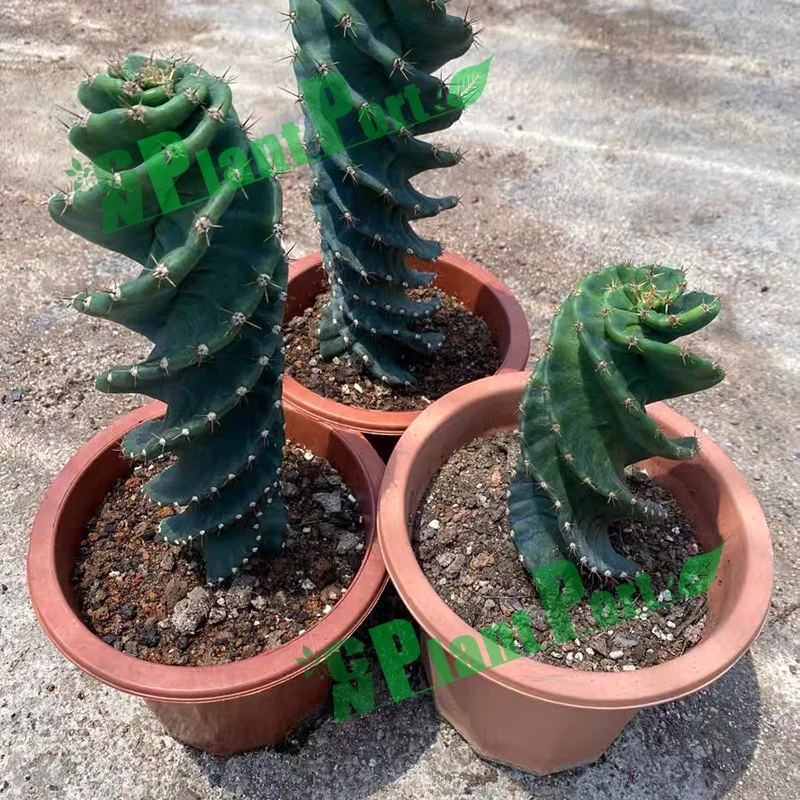 Green Cactus Cereus Peruvianus Tortuosus Spiral Garden Plant Bonsai Live Succulents