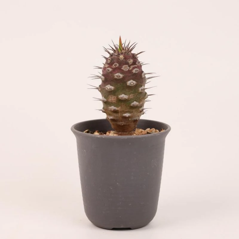 Mini Unique Euphorbia Pachypodioides Natural Live Succulent for Sale