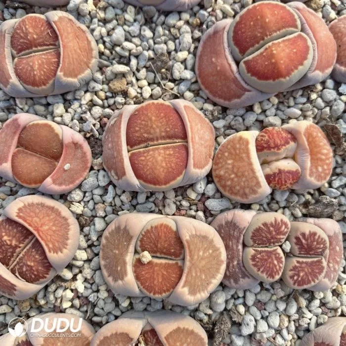 Dudu Beauty Cheap Indoor Lithops Icing Cookies Lithops Natural Live Succulent