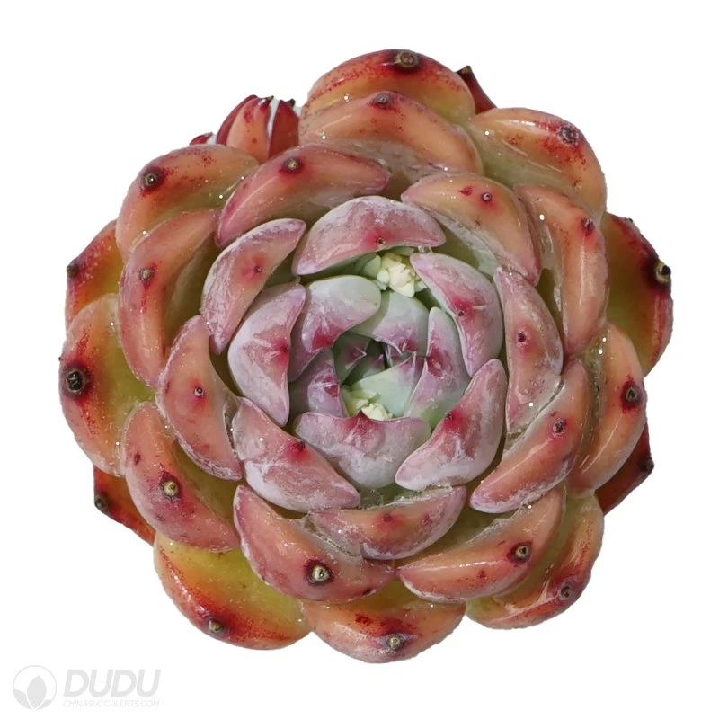 Dudu Beautiful Hot Sale Colorful Caroline Echeveria Natural Live Succulent