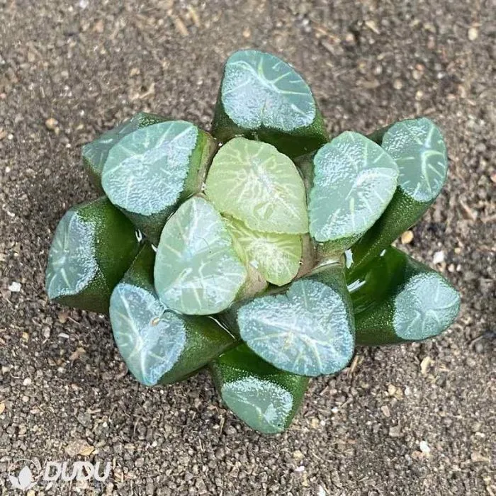 Dudu Factory Nursery Ice and Fire Haworthia Natural Live Succulent