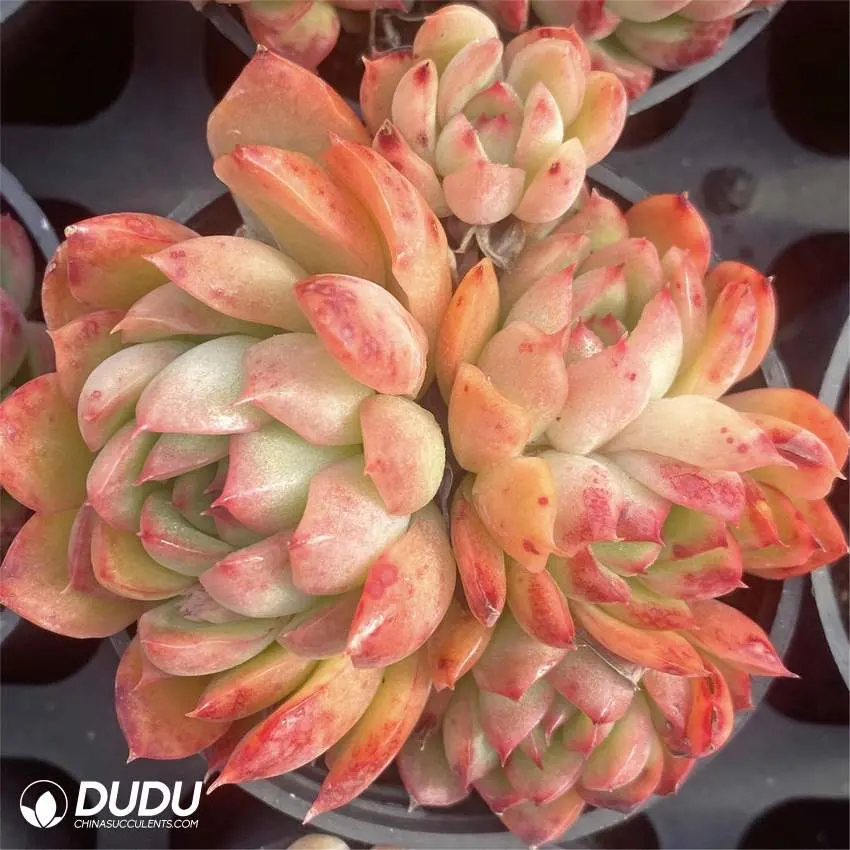 Dudu Hot Sale Colorful The Peony Pavilion Echeveria Natural Live Succulent