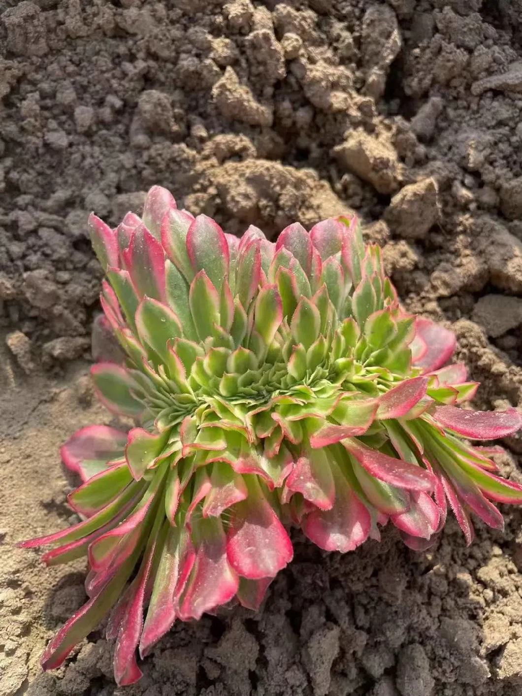 Natural Plants Succulent Aeonium Medusa Crested