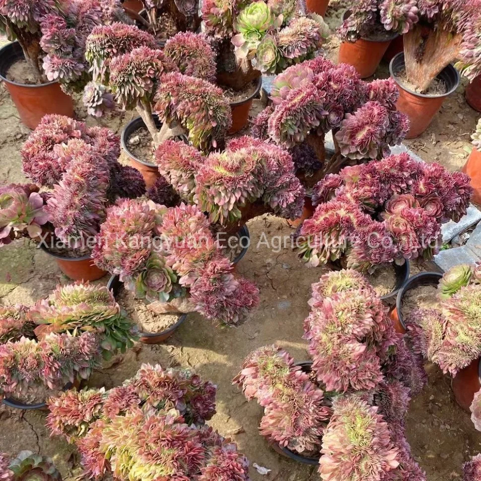Wholesale Real Live Decoration Plants Aeonium