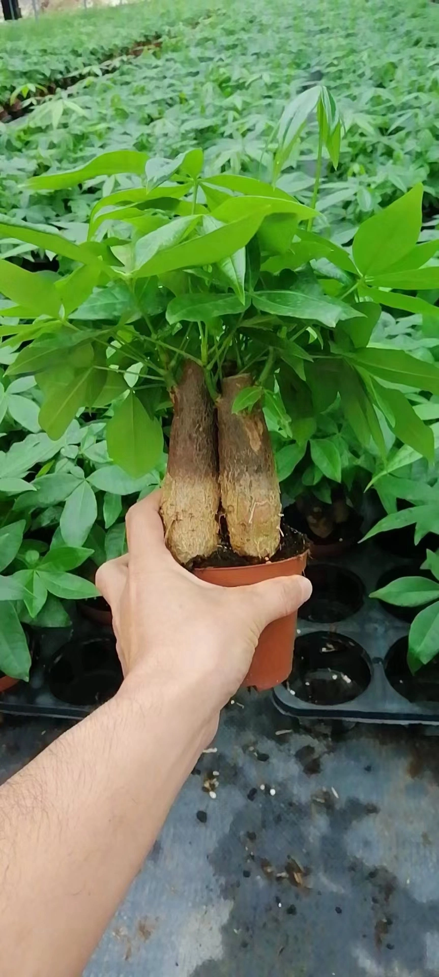 Pachira Macrocarpa Stems Bonsai Tree