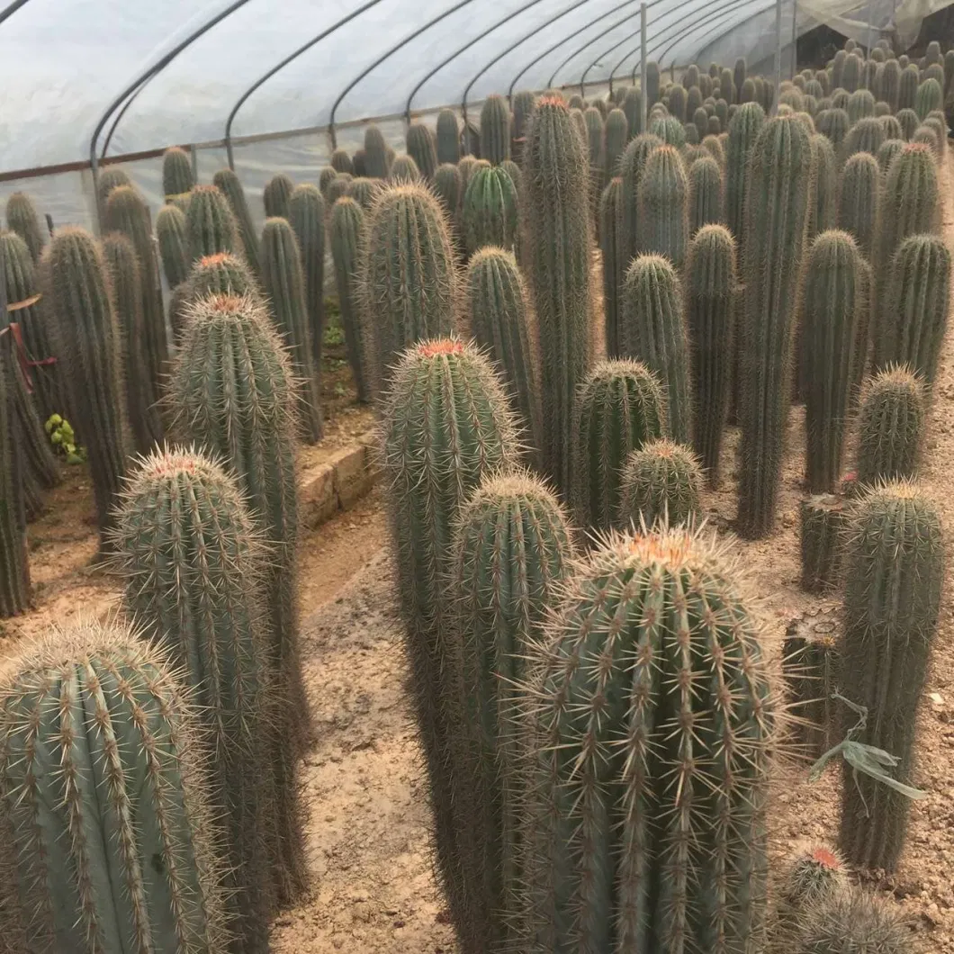 Pachycereus Pringlei Cactus Outdoor Plants