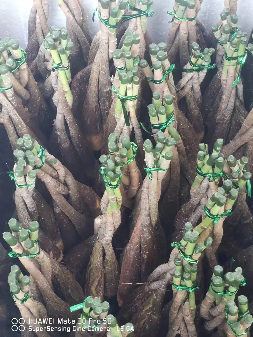 Boutique Pachira Macrocarpa Tree Money Tree Bonsai Succulents Live Plant Decorative Wholesale