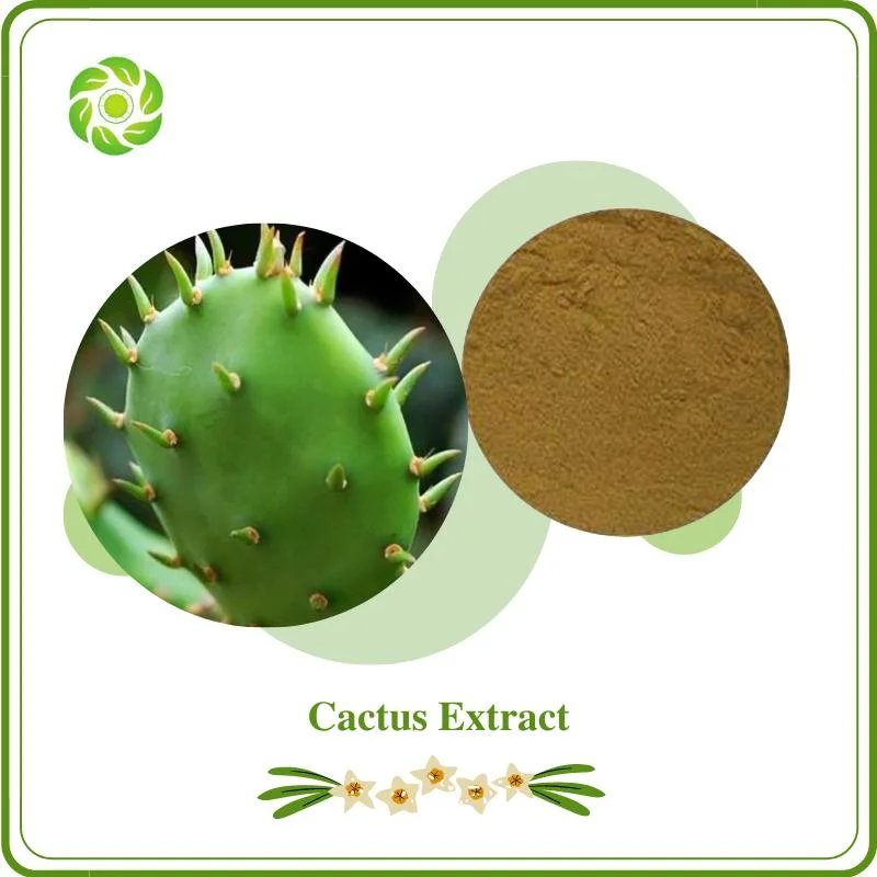 World Well-Being Biotech Natural Cactus Extract with 10%-50% Polysaccharides for Supplement