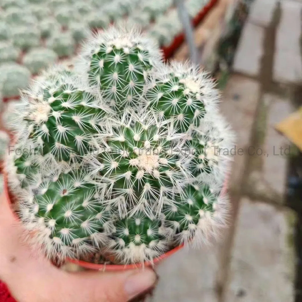 Live Cactus and Succulent Indoor Plant