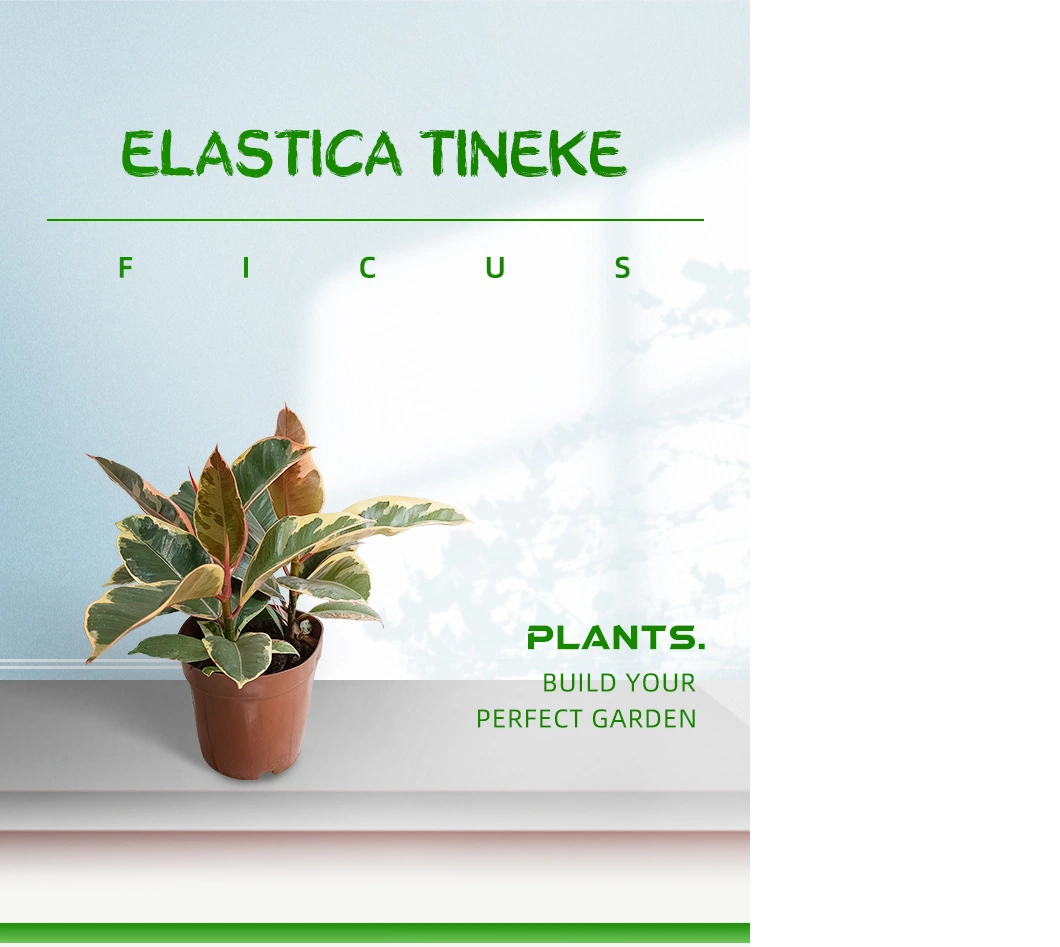 Ficus Elastica Tineke Real Plants
