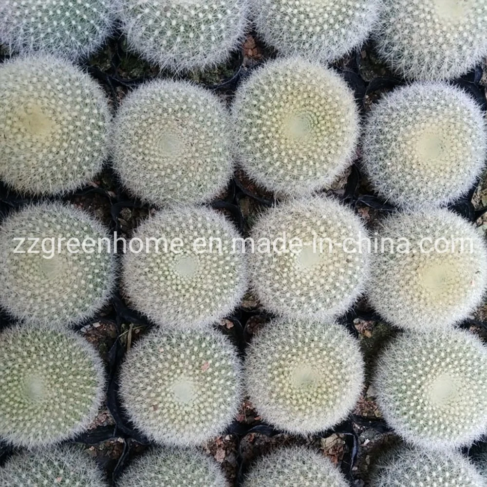 Cactus Notocactus Haselbergii Ball Shape Live Plant