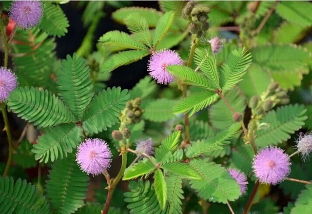 Sensitive Plant Seeds, Mimosa Pudica Linn. Seeds