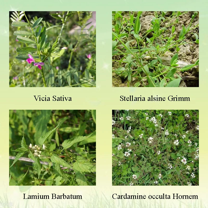 Ethametsulfuron-Methyl 75% Wdg Herbicide for Broadleaf Weeds