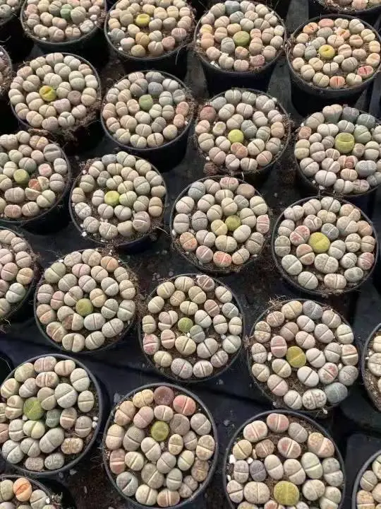 3-4cm Living Stone Lithops Succullent Cactus Plants for Office Decoration