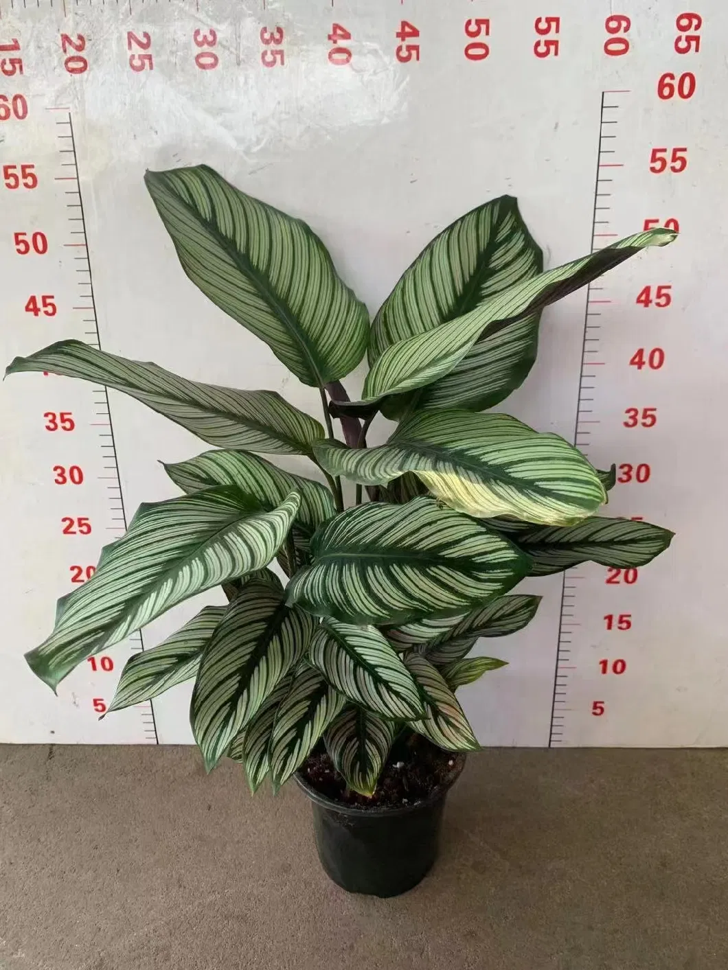 Calathea Sanderiana White (Sander) Gentil Live Plant Wholesale Ornamental