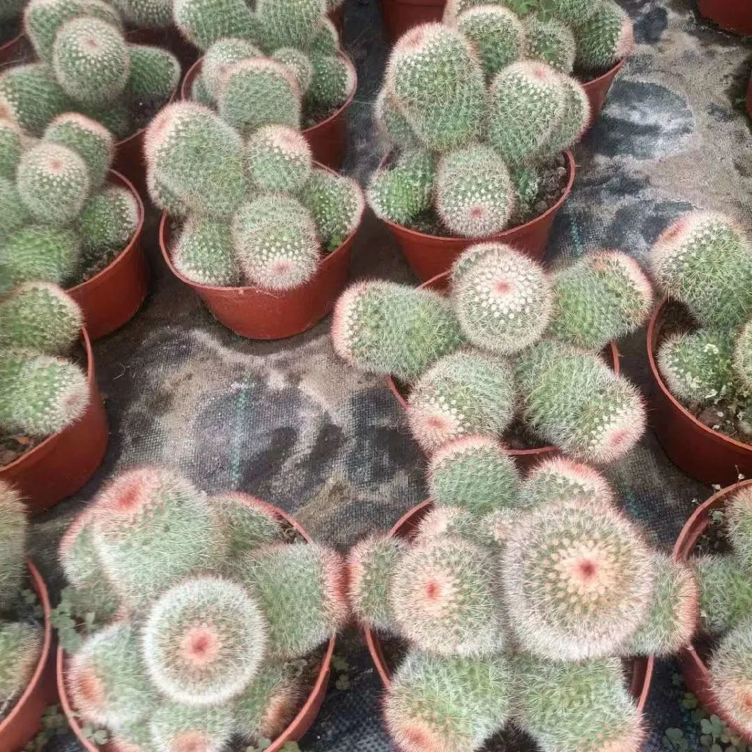 Mammillaria Spinosissima Cactus Nursery Live Plant Home Decoration