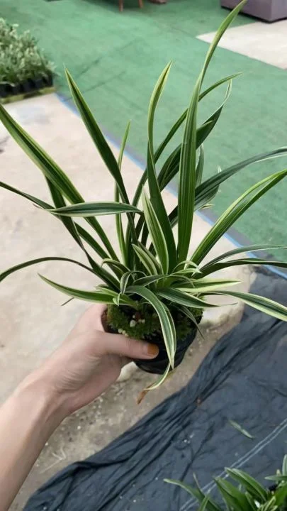 Orchid Bonsai Cymbidium Ensifolium for Sale Green Plants Clean