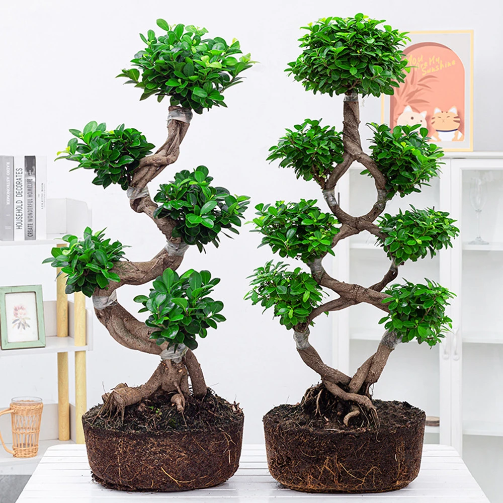 Ficus Ginseng Bonsai Ficus Elastica Rubber Tree Live Indoor Plants Succulents Wholesale