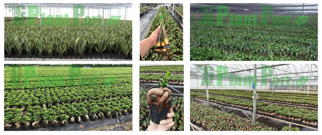 Fresh Agave Parrasana Live Plants Succulents Export Cnplantport Indoor Outdoor Plants