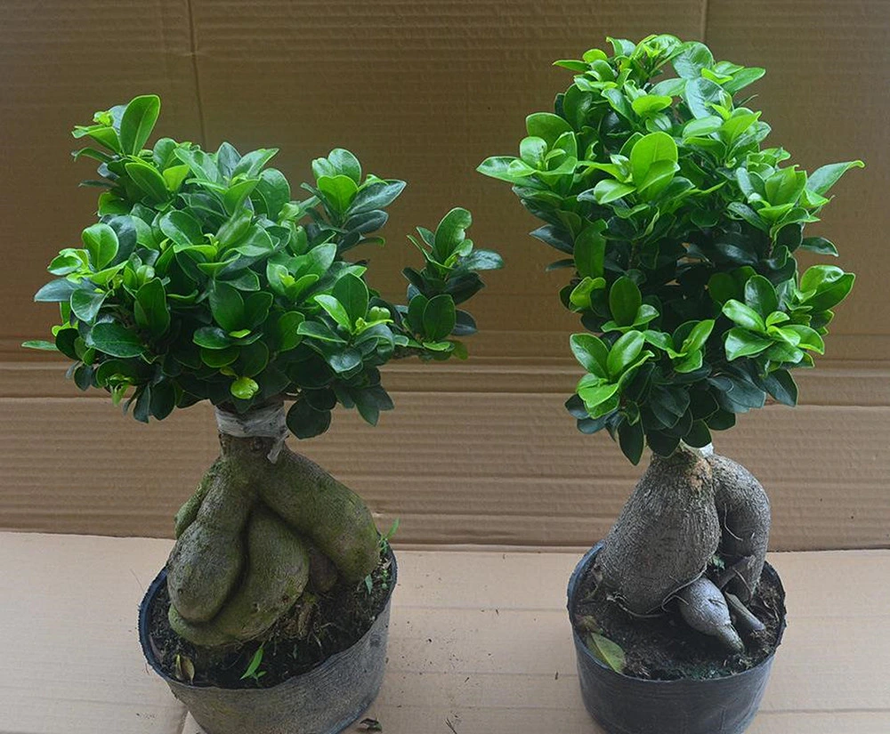 Ficus Ginseng Bonsai Ficus Elastica Rubber Tree Live Indoor Plants Succulents Wholesale