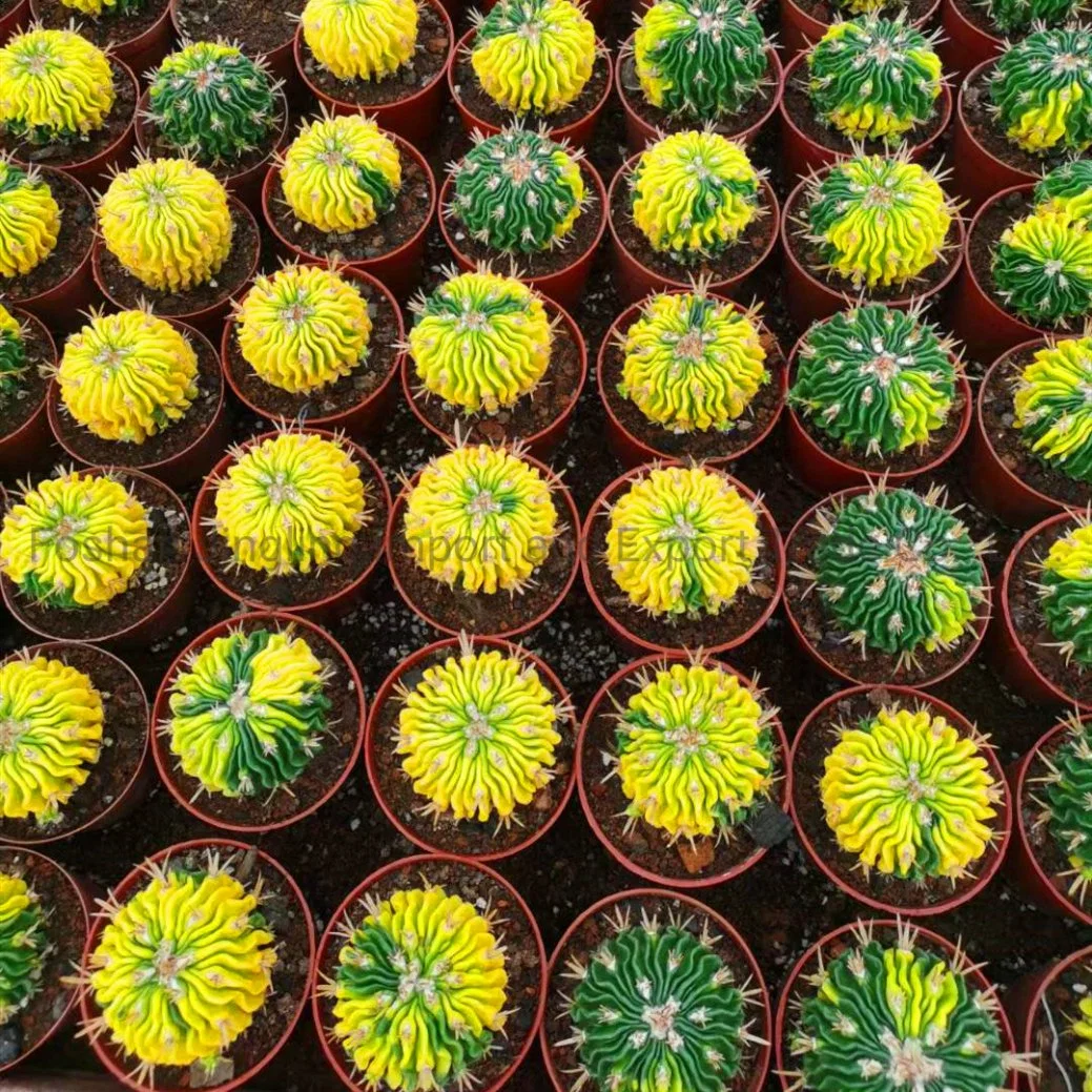 Stenocactus Multicostatus Variegated Wavecactus Rare Live Plants Cactus