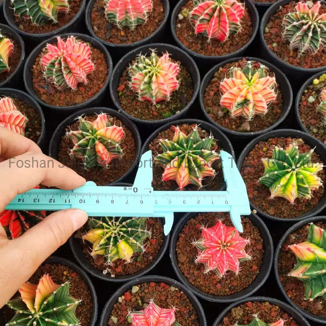 Gymnocalycium Friedrichii Variegated Rare Colorful Cactus Live Plant