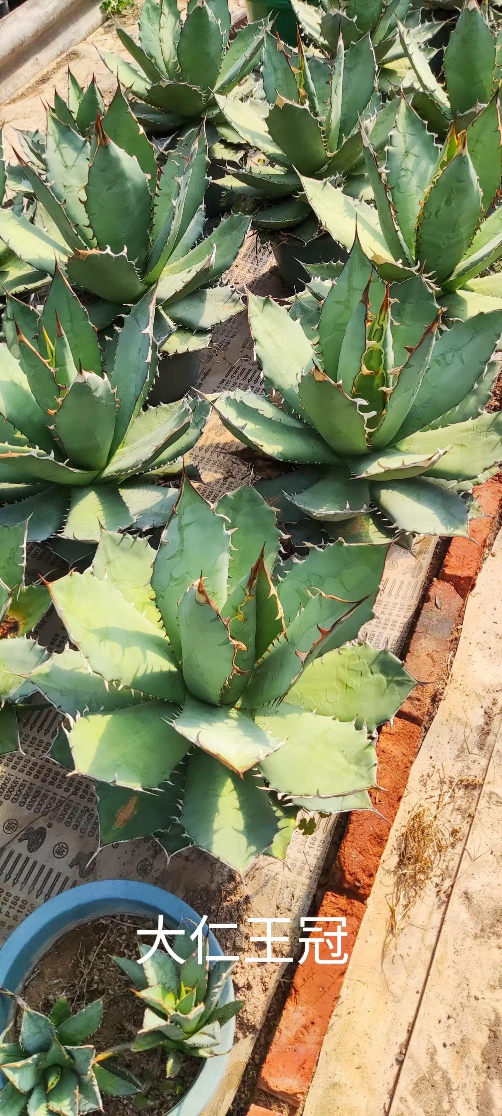 Indoor Plants Succulent Agave American