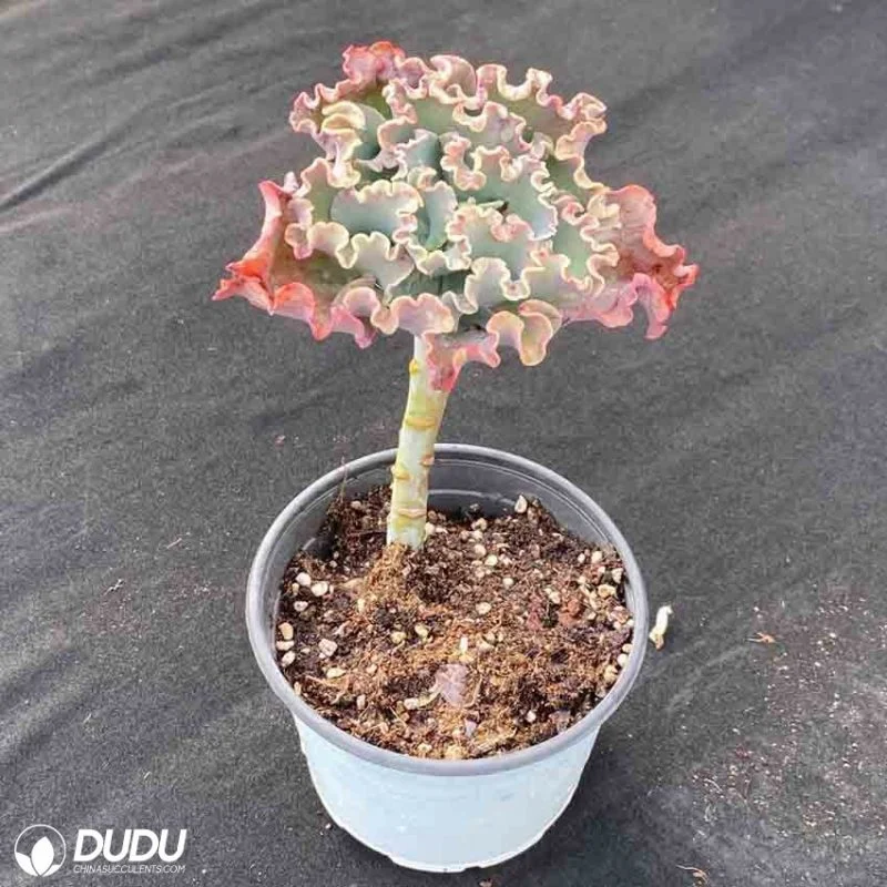 Dudu Nursery Real Round Echeveria Can Cannatural Live Succulent