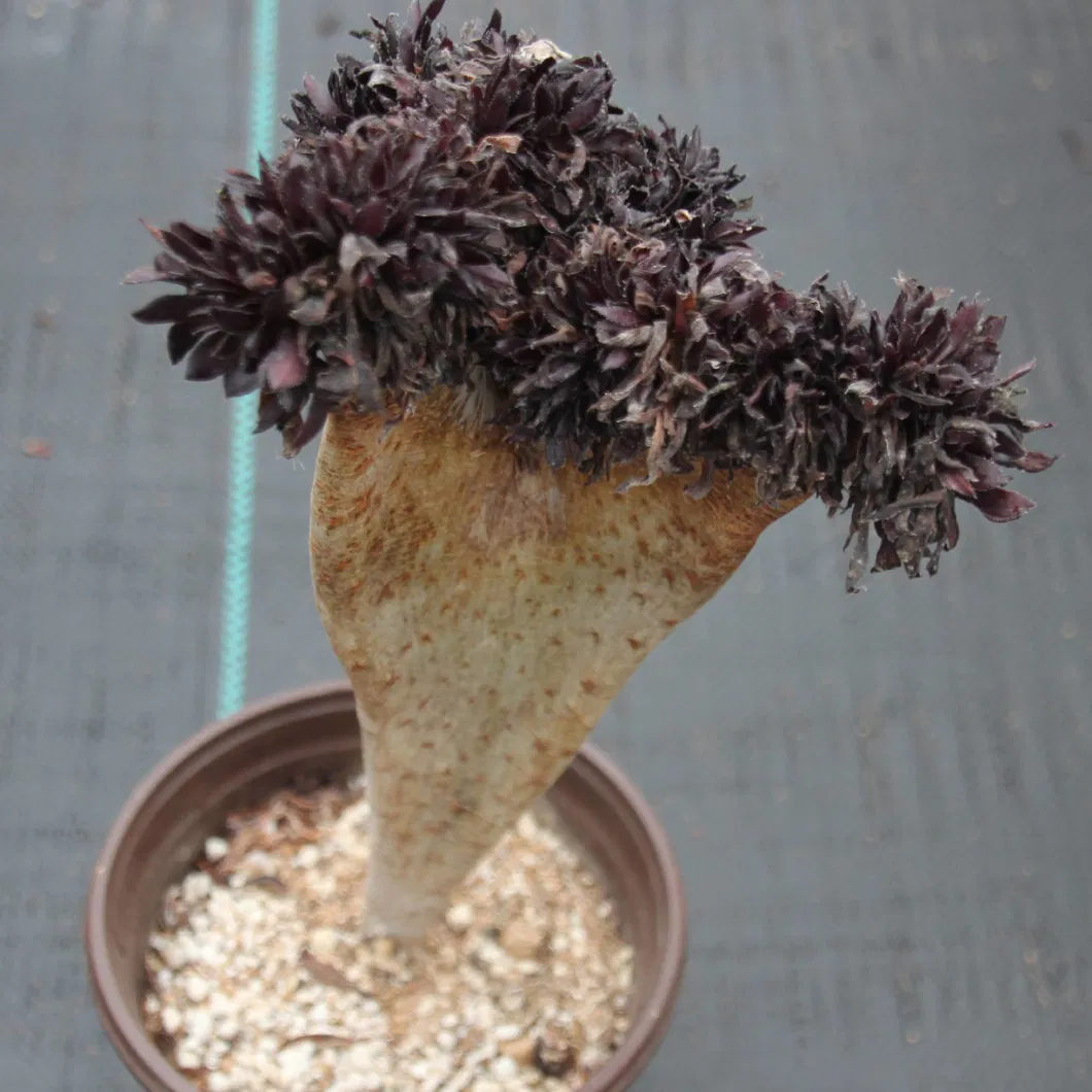 China Nursery Big Cheap Aeonium Doublemint Cristata Natural Live Succulents