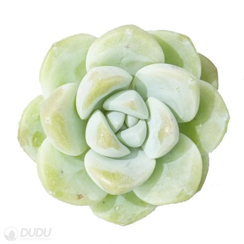 Dudu Hot Sale China Nursery Pretty Ice Jade Echeveria Natural Live Succulent Plants