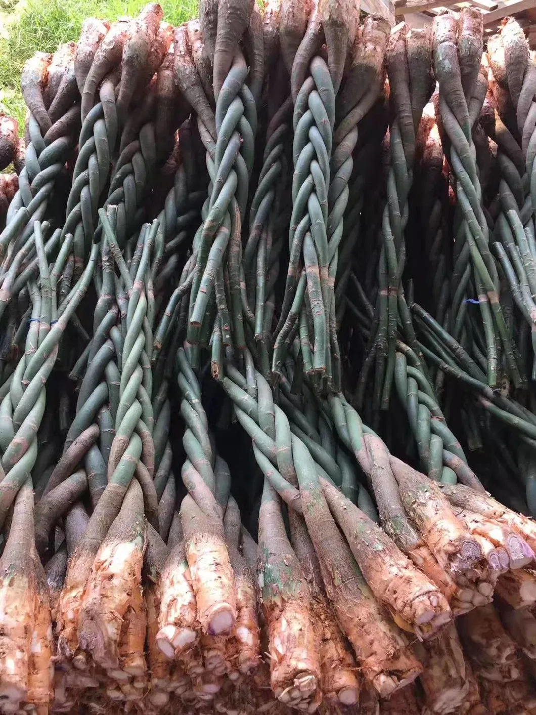 Pachira Macrocarpa Stems Bonsai Tree