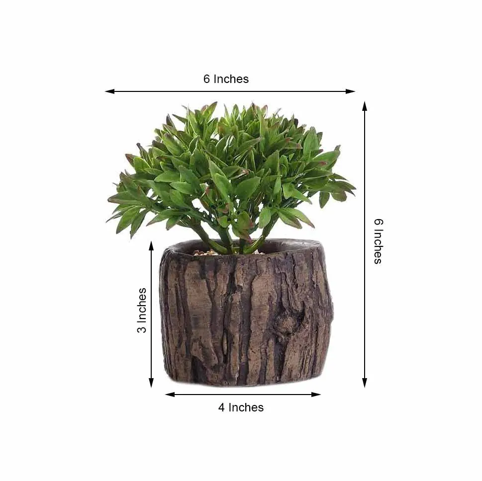 Concrete Planter Pot and Willow Tree Succulent Plant 2023 Design Artificial Plant